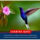 thumbnail image 2 of Alimento Nectar Colibrí 2 Litros Listo Para Usar Red Kite FL9222, 2 of 2