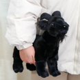 thumbnail image 1 of Lifelike Goat Stuffed Animal- Black or White 11.81", Soft Sheep Model Plush Toy, 1 of 6