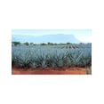thumbnail image 3 of Tequila Gran Centenario Extra Añejo Gallardo 750 ml, 3 of 3