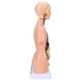 thumbnail image 1 of Modelo de torso humano, modelo educativo extraíble de anatomía del cerebro del cuerpo para la enseñanza del hospital escolar de 17,7 pulgadas, 1 of 12