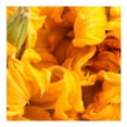 thumbnail image 3 of Flor de calabaza por pieza, 3 of 5