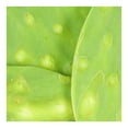 thumbnail image 4 of Nopal Cambray Por Kilo, 4 of 6