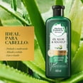 thumbnail image 2 of Shampoo Herbal Essences Bio:Renew 6X Aloe & Sea Kelp Protección del Color 400 ml, 2 of 5