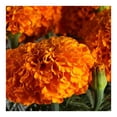 thumbnail image 3 of Flor de cempasúchil grande 60 cm, 3 of 4