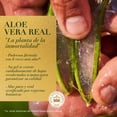 thumbnail image 4 of Shampoo Herbal Essences Bio:Renew 6X Aloe & Mango Protege & Repara 400 ml, 4 of 5