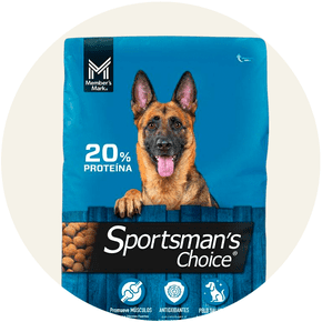 hubSp-cat-mascotas-perro-261001