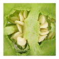 thumbnail image 3 of Chile Anaheim por kilo, 3 of 4