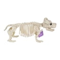 thumbnail image 2 of Esqueleto Perro Way to Celebrate Halloween, 2 of 4