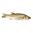 thumbnail image 1 of Róbalo entero por kg, 1 of 1