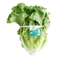 thumbnail image 1 of LECHUGA ITALIANA ORG 18´S, 1 of 4