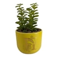 thumbnail image 2 of Maceta con Planta Artificial Harry Potter 12 x 12 cm Varios Colores 1 Pieza, 2 of 4