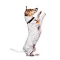 thumbnail image 2 of Pañuelo para Perro Pikkys Fantasy Ruz Alemania 9 con Franjas Talla Grande, 2 of 3