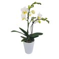 thumbnail image 1 of Mini orquídea en maceta, 1 of 1