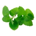 thumbnail image 2 of Verduras orgánicas Campo Vivo hierbabuena 100 g, 2 of 3