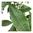 thumbnail image 4 of Árbol del dinero varios modelos 1 pza, 4 of 4