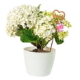 thumbnail image 1 of Hortensia en maceta 1 pza, 1 of 4