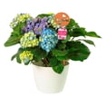 thumbnail image 2 of Hortensia en maceta 1 pza, 2 of 4