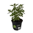 thumbnail image 1 of Planta de albahaca en maceta, 1 of 1