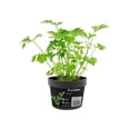 thumbnail image 1 of Planta de perejil en maceta, 1 of 1