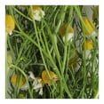 thumbnail image 2 of Manzanilla por pza, 2 of 4