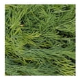 thumbnail image 2 of Eneldo Tiempo de Cosecha fresco 50 g, 2 of 4