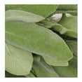 thumbnail image 3 of Salvia Tiempo de Cosecha fresca 50 g, 3 of 4