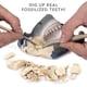 thumbnail image 2 of National Geographic Shark Tooth Dig Kit, Excava 3 fosiles re NATIONAL GEOGRAPHIC NATIONAL GEOGRAPHIC, 2 of 2