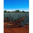 thumbnail image 2 of Destilado de agave Rancho Escondido 750 ml, 2 of 2