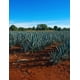 thumbnail image 2 of Destilado de agave El Compadre reposado 750 ml, 2 of 2