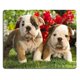 thumbnail image 1 of Mouse Pad Mouse Pad 9.8 x 7.8'' Base de Goma - Cachorros Bulldog, 1 of 1